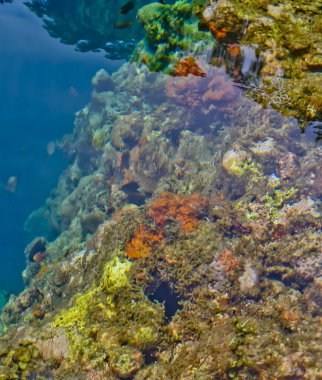 Denizdeki mercan resifinin yakın görüntüsü, Lubang Buaya Sahili, Maluku