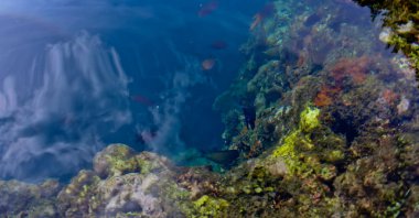 Denizdeki mercan resifinin yakın görüntüsü, Lubang Buaya Sahili, Maluku