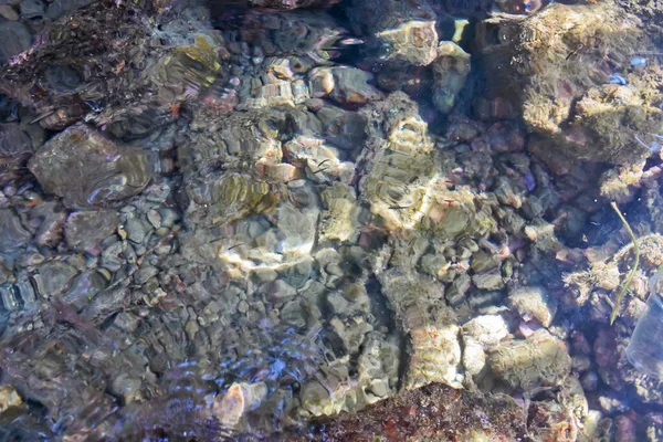 Denizdeki mercan resifinin yakın görüntüsü, Lubang Buaya Sahili, Maluku