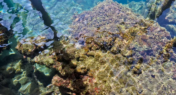 Denizdeki mercan resifinin yakın görüntüsü, Lubang Buaya Sahili, Maluku