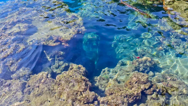 Denizdeki mercan resifinin yakın görüntüsü, Lubang Buaya Sahili, Maluku