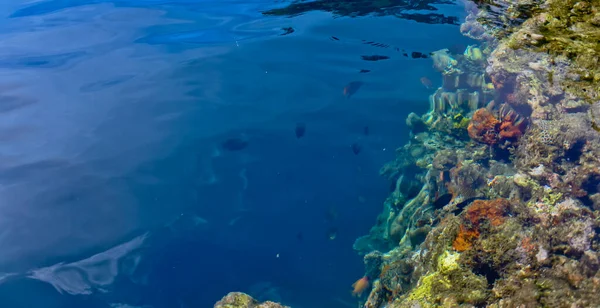Denizdeki mercan resifinin yakın görüntüsü, Lubang Buaya Sahili, Maluku