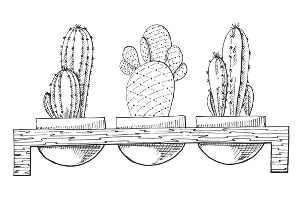 Sketsa Tiga Succulents Dalam Pot Stand Kayu Ilustrasi Vektor Dari - Stok Vektor