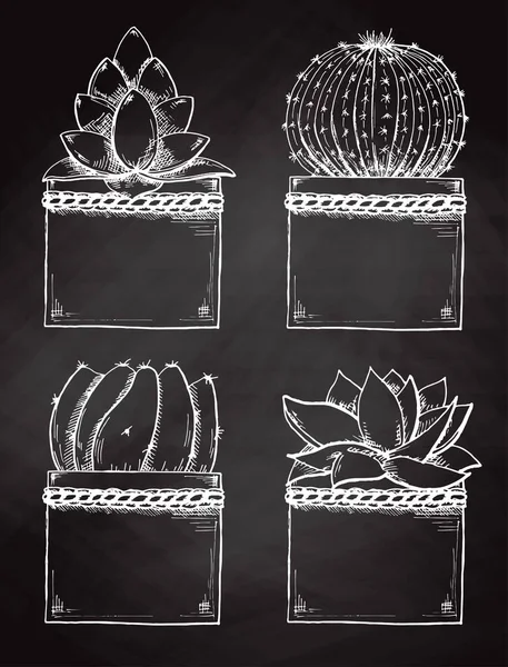 Sketch Succulents Dalam Pot Diisolasi Papan Tulis Ilustrasi Vektor - Stok Vektor