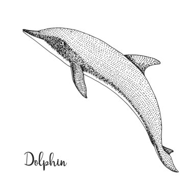 Elle çizilmiş yunus. Vektör çizim kroki tarzı