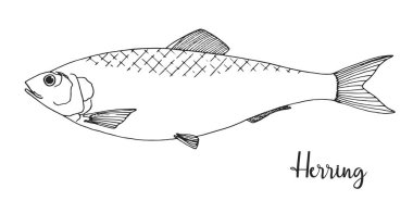 Elle çizilmiş ringa balığı. Vektör çizim kroki tarzı