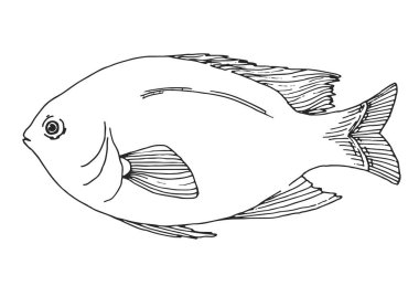 Elle çizilmiş Başçavuş veya pintano. Vektör çizim kroki tarzı