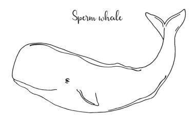 El çekilmiş sperm balina. Vektör çizim kroki tarzı