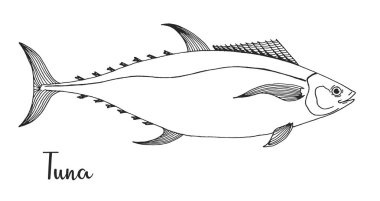 Elle çizilmiş ton balığı. Vektör çizim kroki tarzı