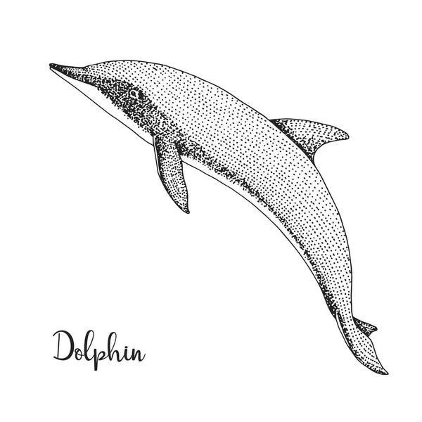 Delfino Disegnato Mano Illustrazione Vettoriale Stile Schizzo — Vettoriale Stock