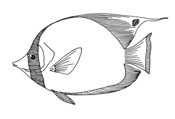 Pesce Farfalla Disegnato Mano Illustrazione Vettoriale Stile Schizzo — Vettoriale Stock