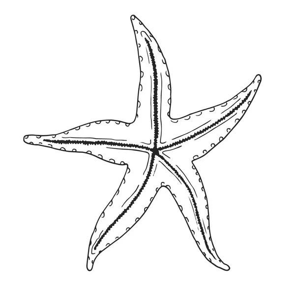 Tangan Digambar Bintang Laut Ilustrasi Vektor Dalam Gaya Sketsa - Stok Vektor