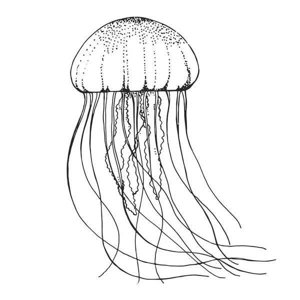 Meduse Disegnate Mano Illustrazione Vettoriale Stile Schizzo — Vettoriale Stock