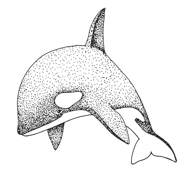 Balena Assassina Disegnata Mano Illustrazione Vettoriale Stile Schizzo — Vettoriale Stock