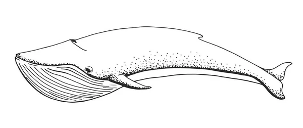 Sketsa Ikan Paus Terisolasi Pada Latar Belakang Putih Ilustrasi Vektor - Stok Vektor