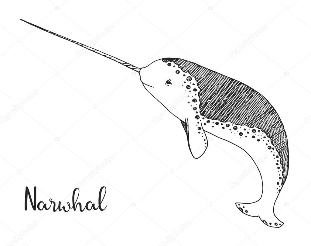 Hand drawn narwhal. Vector illustration in sketch style