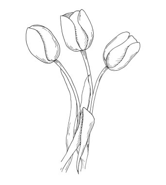 Bahar çiçekleri taslağını. Beyaz arka plan üzerinde izole lale. Vektör çizim