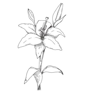Çiçek çizimi. Lily beyaz arka planda izole edildi. Vektör illüstrasyonu