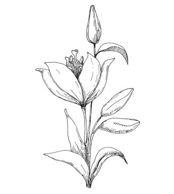 Çiçek çizimi. Lily beyaz arka planda izole edildi. Vektör illüstrasyonu