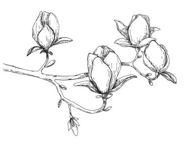 Bahar çiçekleri taslağını. Beyaz arka plan üzerinde izole Manolya. Vektör çizim