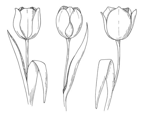 Ескіз Весняних Квітів Тюльпани Ізольовані Білому Тлі Векторні Ілюстрації — стоковий вектор