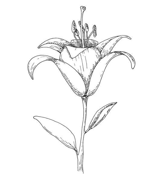 Skizze Von Blumen Lily Isoliert Auf Weißem Hintergrund Vektorillustration — Stockvektor