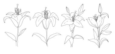 Çiçek çizimi. Lily beyaz arka planda izole edildi. Vektör illüstrasyonu