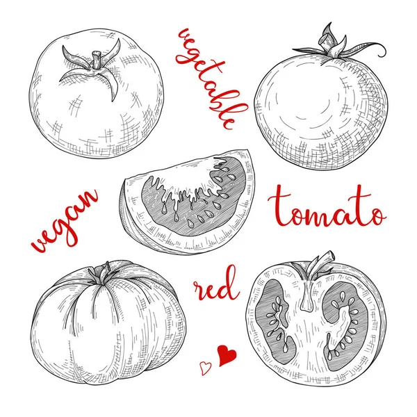 Esquisse Des Tomates Tomates Isolées Sur Fond Blanc Vecteur — Image vectorielle