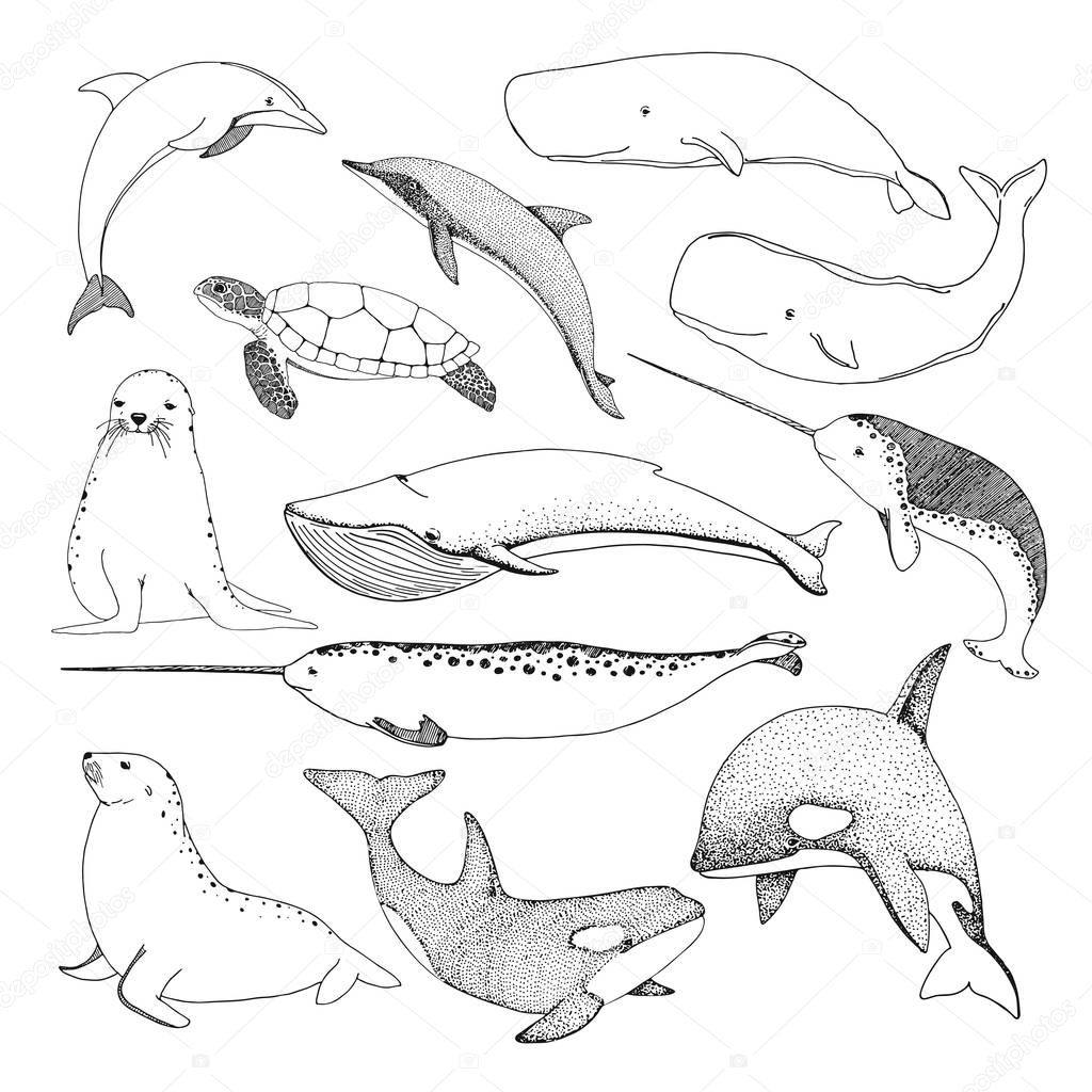 Sketch various sea creatures. Turtle, whale, walrus, dolphin and others. Vector