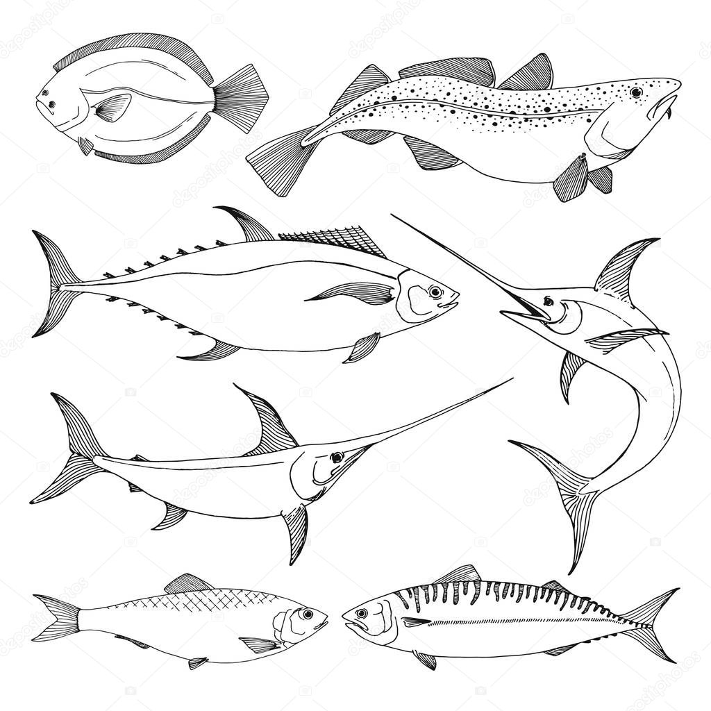 Set of different sea fishes. Vector illustration in sketch style.