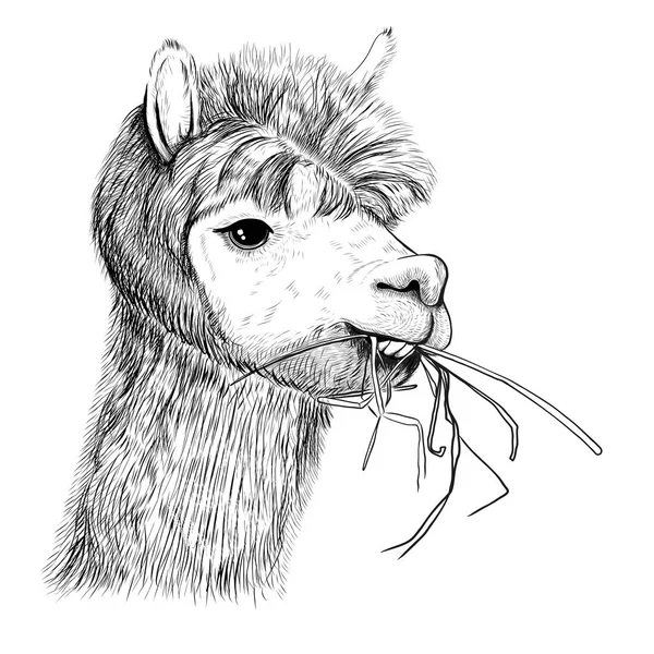 Retrato Alpacas Llamas Lama Mastica Boceto Hierba — Archivo Imágenes Vectoriales