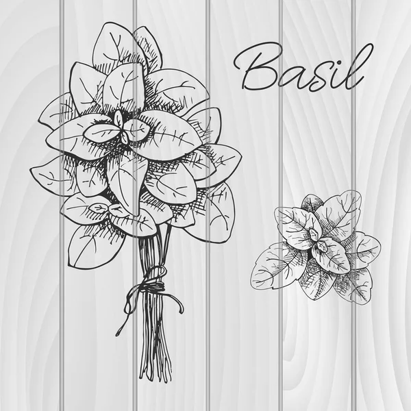 Hand drawn bunch of basil. Fresh basil. Vector illustration of a sketch style.