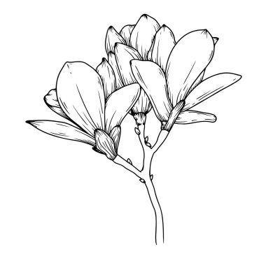 Magnolia flowers. Realistic sketch of a blooming flower. Vector illustration clipart