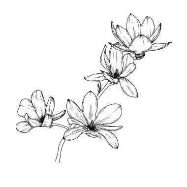 Manolya çiçekleri. Çiçeklenme çiçek gerçekçi kroki. Vektör Illustration