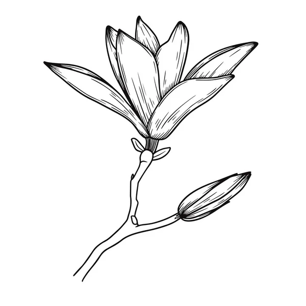 Magnolienblüten. realistische Zeichnung einer blühenden Blume. Vektorillustration — Stockvektor