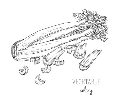 Kereviz beyaz arka plan üzerinde izole. Vektör çizimi