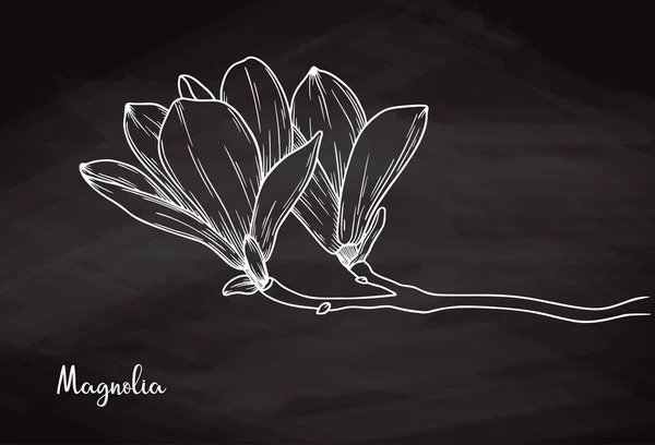Realistisk skiss av Magnolia på krita bakgrund. Vektor — Stock vektor