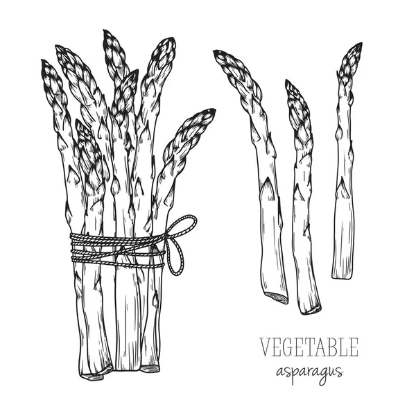 Asperges isolées sur fond blanc. Illustration vectorielle — Image vectorielle