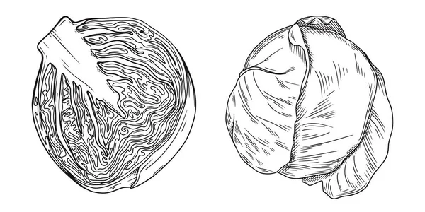 Ensemble de différents choux isolés sur fond blanc. Vecteur — Image vectorielle