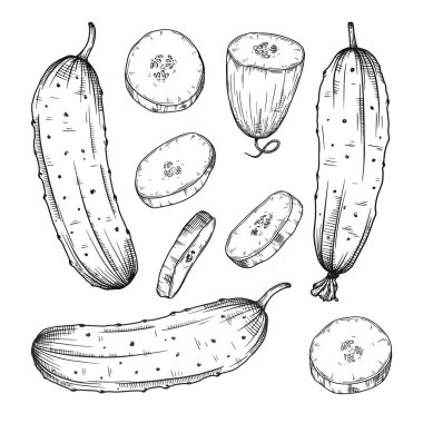 Beyaz arka plan üzerinde izole farklı salatalık kümesi. Vektör