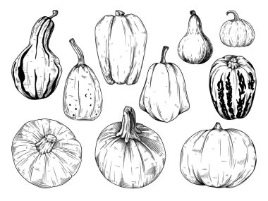 El çizimi balkabağı seti beyaz arka planda izole edilmiş. Vektör illüstrasyonu