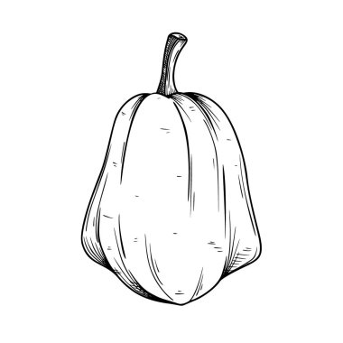 Beyaz arka planda el çizimi balkabağı. Vektör illüstrasyonu