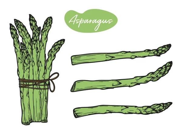 Asparagi Isolati Fondo Bianco Illustrazione Vettoriale Stile Schizzo — Vettoriale Stock