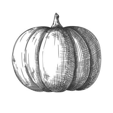 Beyaz arka planda el çizimi balkabağı. Bir çizim tarzının vektör illüstrasyonu.