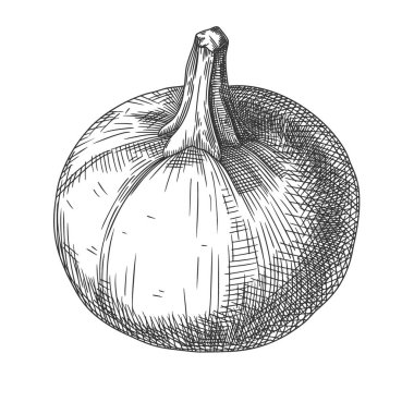 Beyaz arka planda el çizimi balkabağı. Bir çizim tarzının vektör illüstrasyonu.