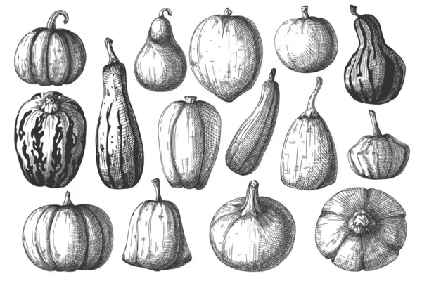 Conjunto Calabazas Dibujadas Mano Aisladas Sobre Fondo Blanco Ilustración Vectorial — Archivo Imágenes Vectoriales