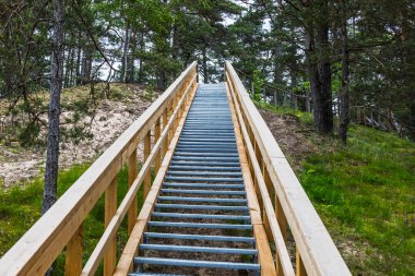 Çam ormanında kum tepelerine tırmanan ahşap bir merdiven manzarası.