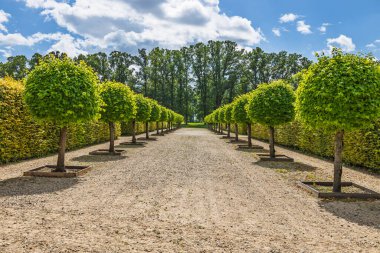 Symmetrical gravel walkway through Rundale Palace gardens, Latvia, lined with manicured hedges and topiary trees.