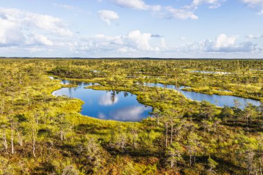 Aerial drone image of bog lakes in a boreal wetland forest, with blue reflections, mossy islands, and scattered pines. Kemeri Bog, Latvia
