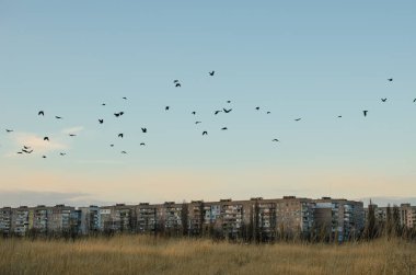 Kasvetli bir resim, çorak bir tarla, yerleşim yerlerinin üzerinde uçan bir karga sürüsü.